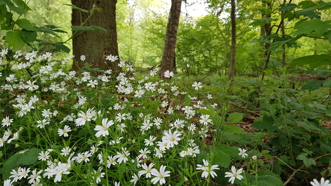 Flowers at Ploughman Wood