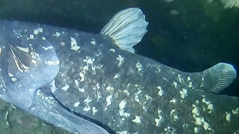 Dark blue/grey fish underwater