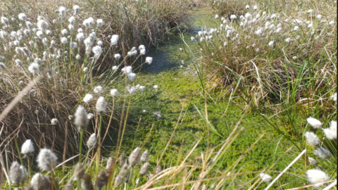A view across some peatland, with flowers