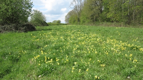 Cowslips at Coronation Meadow