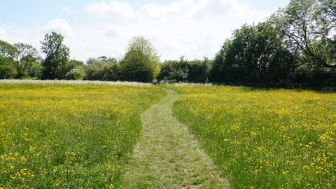 buttercups in a field