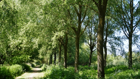 tall straight willow tree trunks in a line along a path