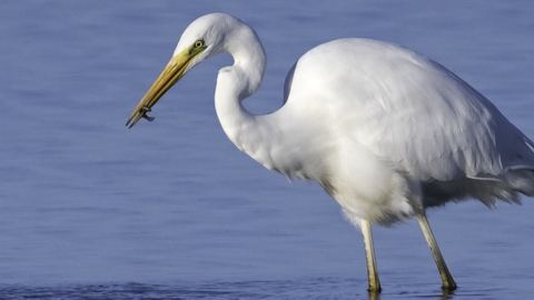 Great White Egret with smalll fish at Idle Valley