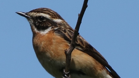 Bird on branch