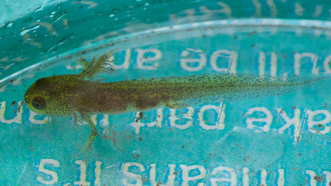 Tadpole in bucket