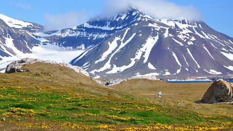An arctic tundra with blooming fields in the foreground and snowy mountains in the background