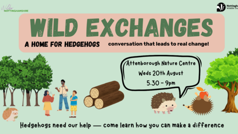 Wild Exchanges: A Home for Hedgehogs - conversation that leads to real change! Attenborough Nature Centre, Weds 20th August, 5:30 - 9pm. Hedgehogs need our help, come learn how you can make a difference  