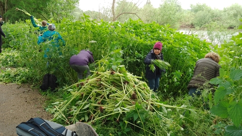 Volunteers pulling Himalayan balsam