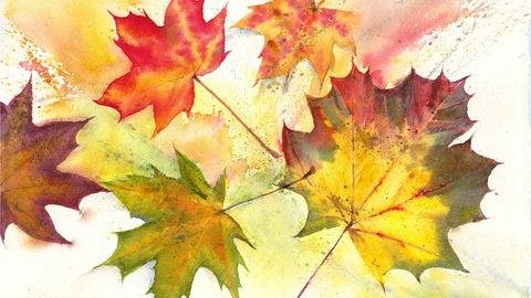Maple leaves in watercolour