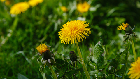 Dandelions in grass