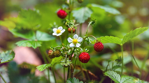 Flower with berries