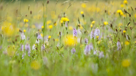 Meadow with flowers