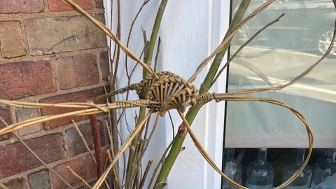 a willow dragonfly