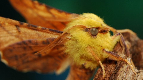 Yellow moth with orange wings