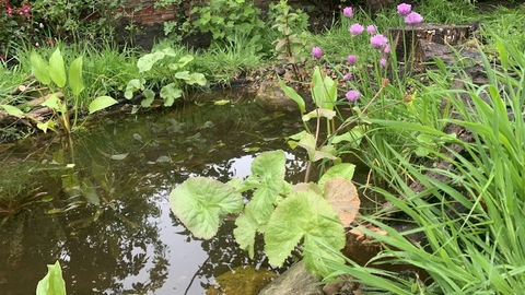 Garden pond surrounded by plants and flowers