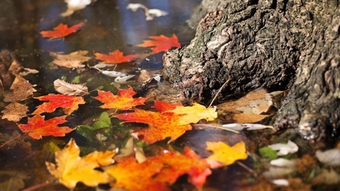 Autumn leaves at base of tree trunk