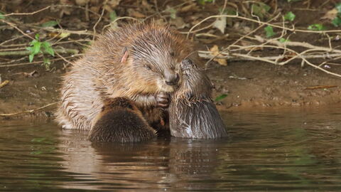 A beaver and her two kits sitting at the water's edge. One beaver kit is feeding while the mother washes the face of her other kit