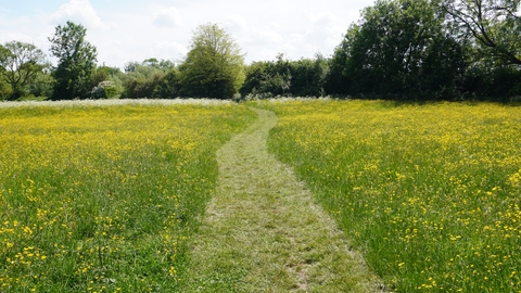 Field of buttercups