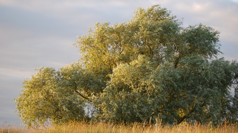 Large tree in a field