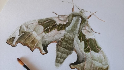 art of a moth