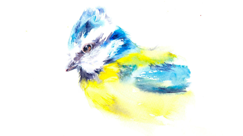 Watercolour painting of a blue tit