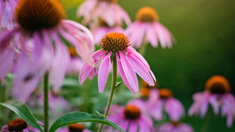 Pink echinacea flowers