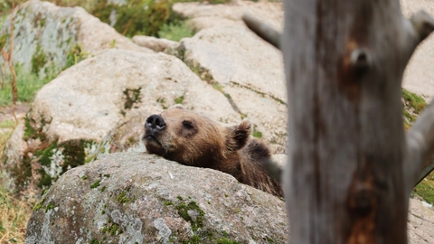 Brown bear resting head on a rock