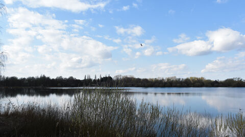 View across a lake at Idle Valley, reedbeds in front