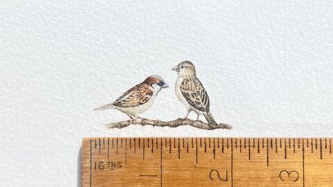 Tiny picture of birds by Jo Glazebrook
