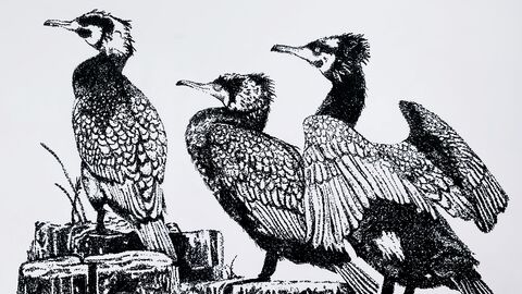 Black and white picture of three birds