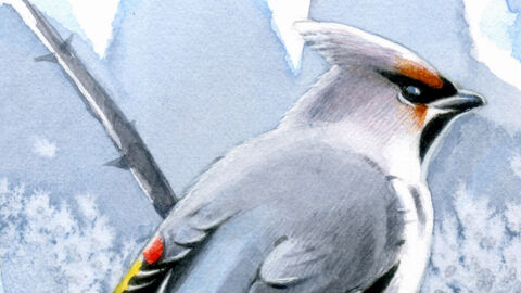 Watercolour bird on branch