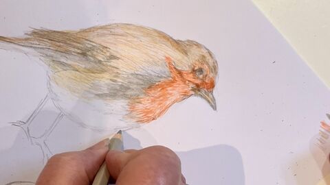 Hand with pencil drawing a robin on paper