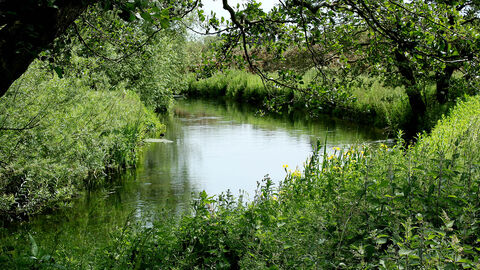 River with lots of plantlife and undergrowth on its banks, tree in foreground