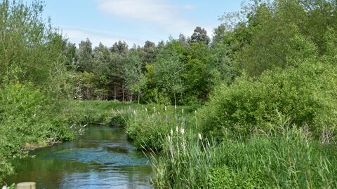 Trees, reeds and river at Idle Valley