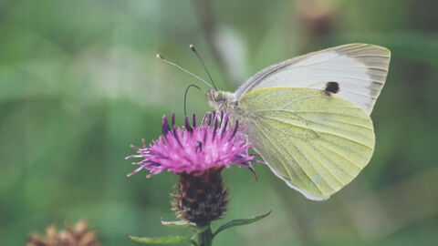 Large pale white/green butterfly with a black spot, perched on purple flower