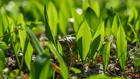 Wild garlic in the ground