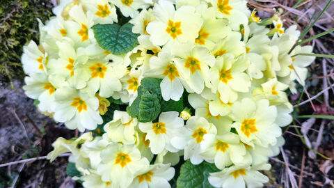 Primroses on the ground