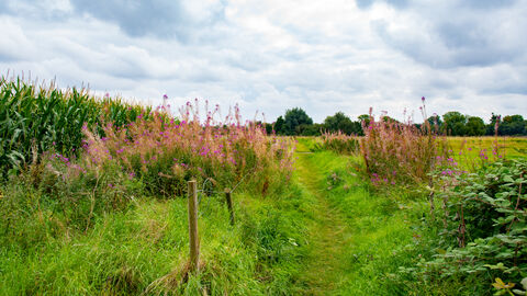 Trodden path through field with plants and a fence, woodland in background