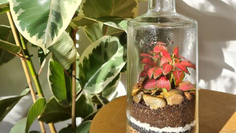 Small plant in glass terrarium next to larger house plant