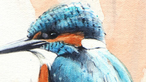 Illustration of kingfisher