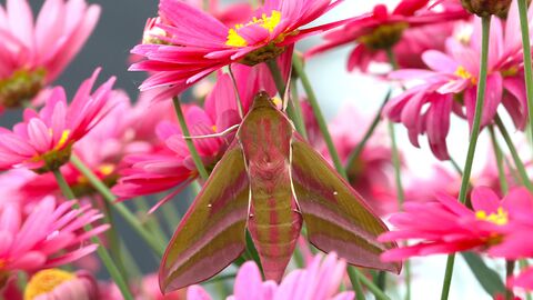 Elephant Hawk Moth amongst vivid pink flowers