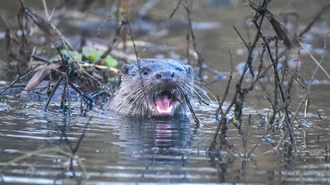 Otter swimming through water with branches and twigs nearby