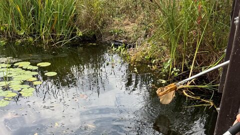 Nets being dipped into a pond