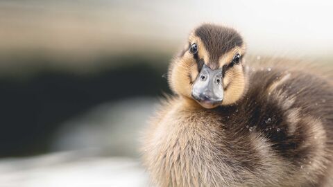 Duckling standing in shallow water