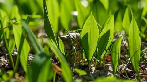 Leaves sprouting from the ground
