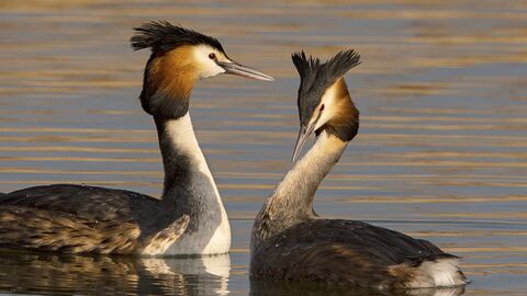 Two great crested grebes together on lake