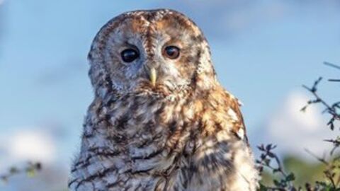 Owl perched on branches