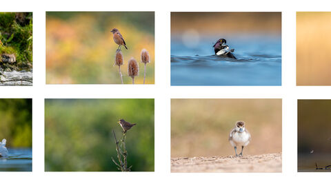 Eight photos of various animals arranged in a 4x2 grid