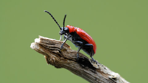 Small beetle with red shell on a branch
