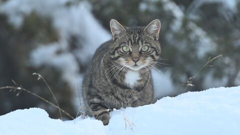 Wildcat in snow